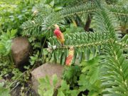 Abies chensiensis (202)