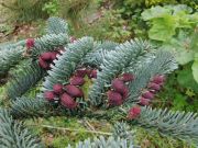 Abies procera (27)