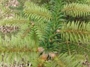 Abies pinsapo (26)