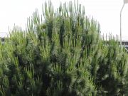Pinus pinea (232)