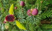 Picea purpurea (87)