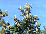 Abies borisii (4)