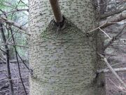 Abies alba (1)
