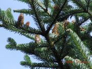 Abies balsamea var. phanerolepis (3)