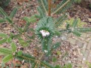 Abies forrestii var. georgei (228A)