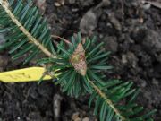 Abies densa (212)