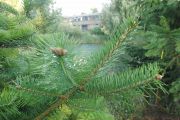 Abies holophylla (13)