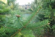 Abies holophylla (13)