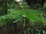 Abies nephrolepis (232)
