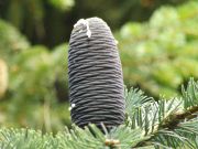 Wat is een Pinetum