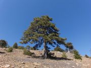 Pinus nigra ssp. nigra var. caramanica (175)