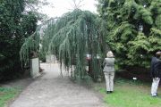 Cedrus atlantica Glauca Pendula