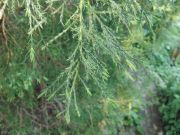 Juniperus pseudosabina (78)