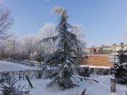 Cedrus in de winter