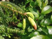 Picea brachytyla (257)