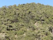 Cedrus brevifolia