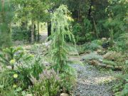 Cedrus deodara 'Aurea'