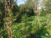 Cedrus libani ssp brevifolia Julica