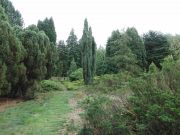 Juniperus communis Hibernica (167)