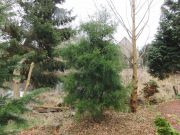 Juniperus virginiana (76)