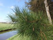 Pinus rigida (251)