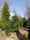 Abies hickelii (221)