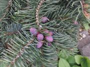 Pseudotsuga menziesii Blue Wonder (131)