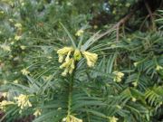 Cephalotaxus harringtonia (46)