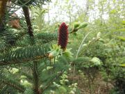 Picea crassifolia (180)