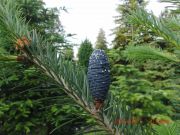 Abies spectabilis (30)