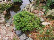 Abies lasiocarpa Logan Pass (18A)