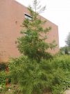 Cryptomeria japonica (53)