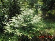 Chamaecyparis formosensis (47)