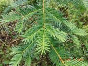 Torreya californica (144)