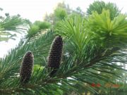 Abies sachalinensis (29)