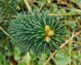 Abies fansipanensis (300)