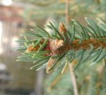 Picea likiangensis var. montigena (244a)