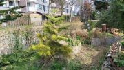 Abies concolor (38)