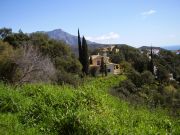 Cupressus sempervirens (59)