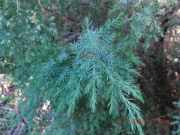Juniperus bermudiana (216)
