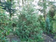 Juniperus squamata (74)