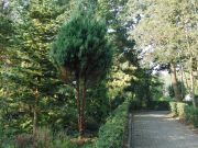 Juniperus chinensis Stricta (63)