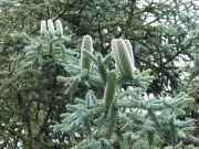 Abies pinsapo (26)