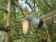 Picea koyamae (245)