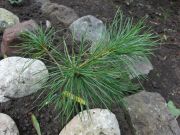 Pinus ayacahuite var. brachyptera (118)