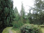 Chamaecyparis lawsoniana Imbricata Pendula (48)