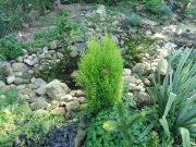 Cupressus macrocarpa Gold Crest (165)