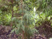 Juniperus wallachiana (77)
