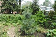  Pinus flexilis Firnament (208)