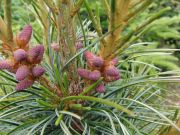 Pinus koraiensis Silveray (109)